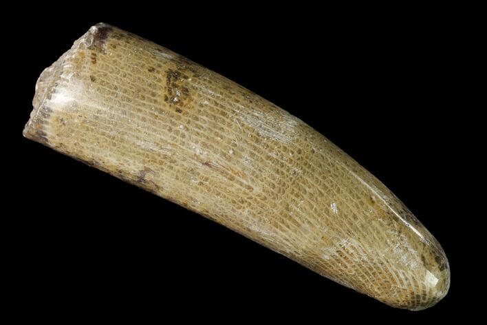 Polished Fossil Horn Coral - Morocco #142678